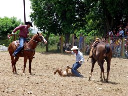Rodeo