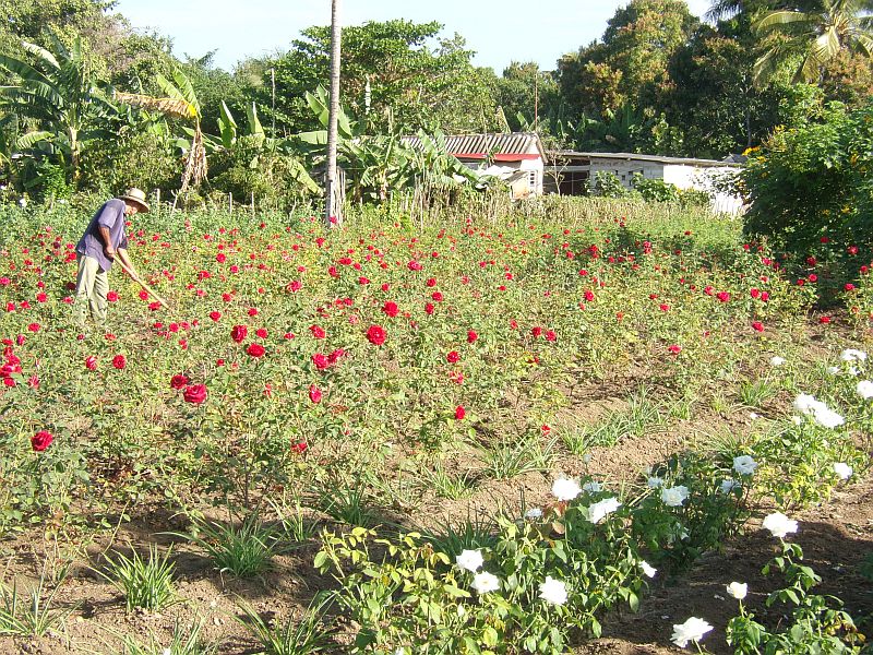 rosal buenaventura roberto