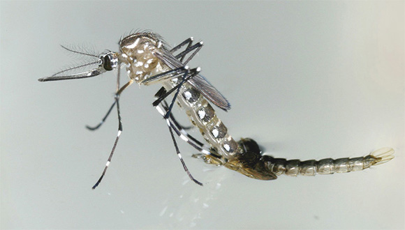 mosquito aedes
